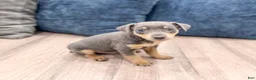 Miniature Pinscher dogs for sale: Caden - Ad 3