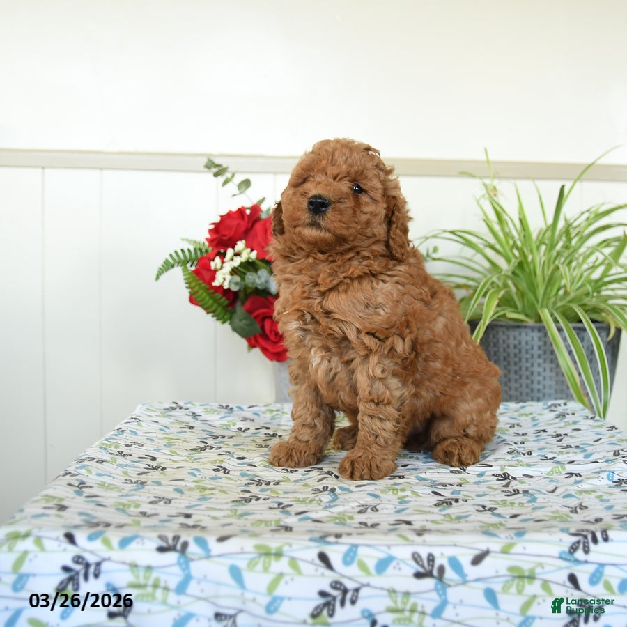 Mini Goldendoodle dogs Willy - Ad 2