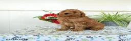 Mini Goldendoodle dogs for sale: Willy - Ad 2