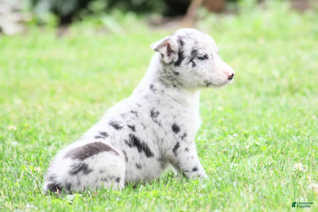 Border Collie dogs for sale: Jake - Ad 1