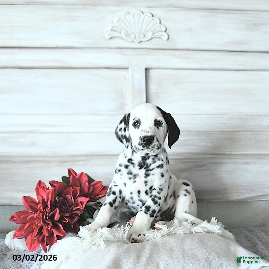 Dalmatian dogs Mason - Ad 1