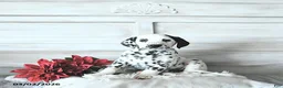 Dalmatian dogs for sale: Mason - Ad 1