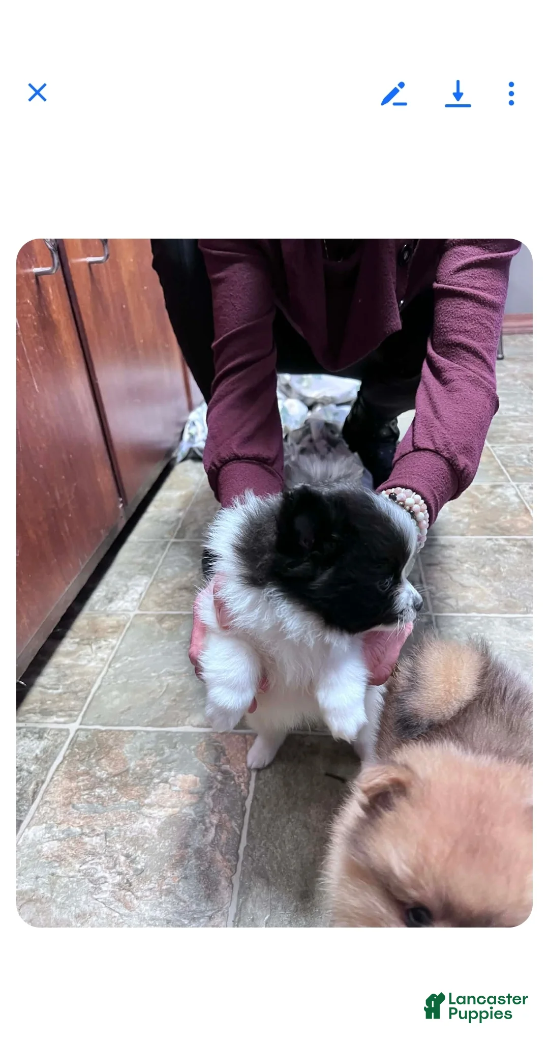 Pomeranian dogs for sale: Lucky - Ad 2