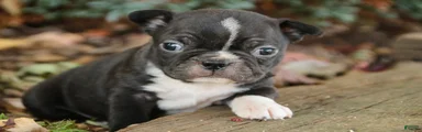 Carl Boston Terrier 