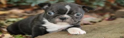 Boston Terrier dogs for sale: Carl Boston Terrier  - Ad 1