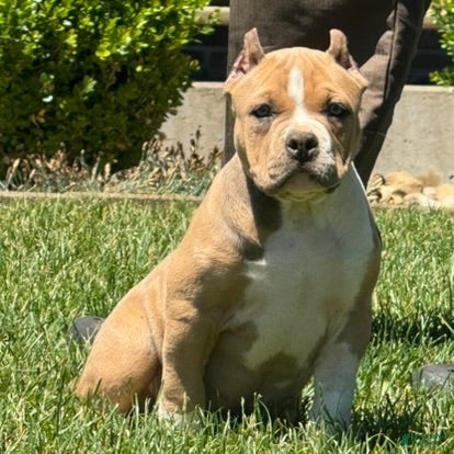 American Bully dogs Faye - Ad 2