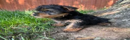 Yorkshire Terrier dogs for sale: Tiny  - Ad 6