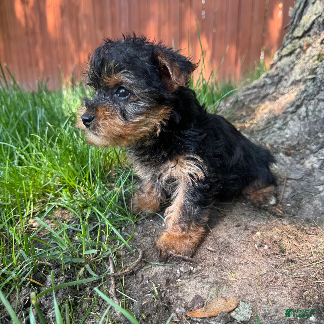 Yorkshire Terrier dogs for sale: Tiny  - Ad 6
