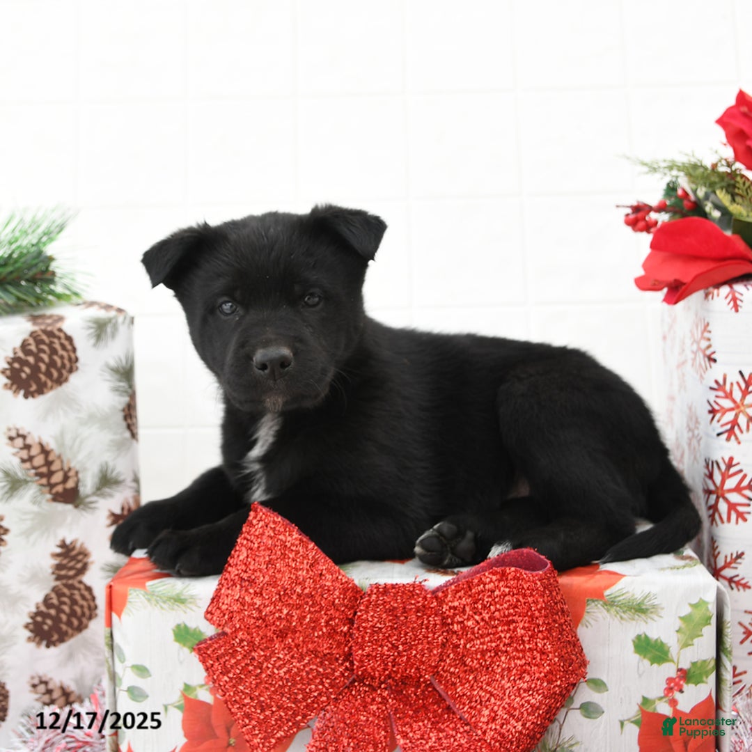 Mixed Breed dogs for sale: Goldie - Ad 1