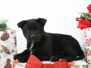 Mixed Breed dogs Goldie - Ad 6