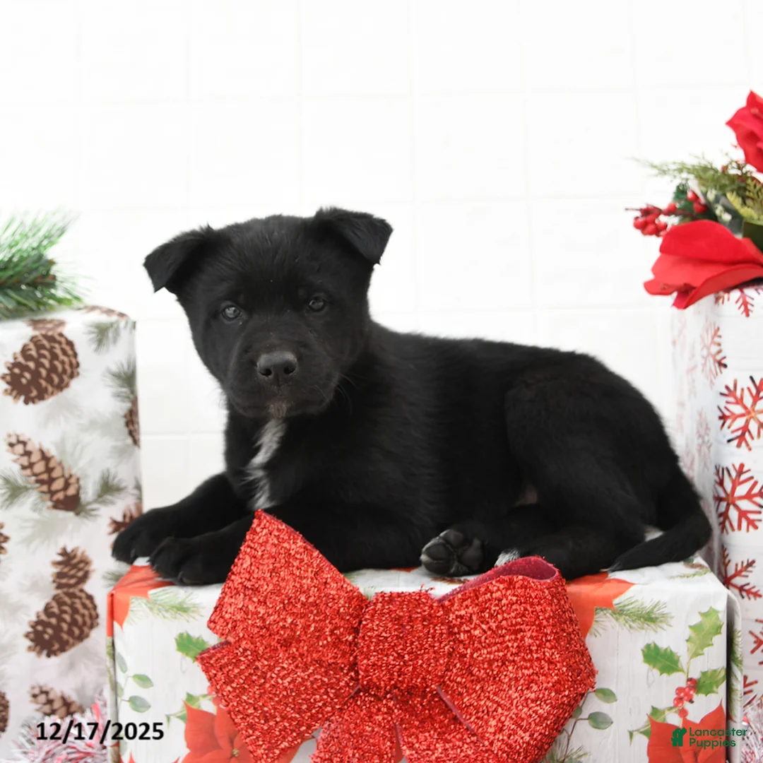 Mixed Breed dogs for sale: Goldie - Ad 1