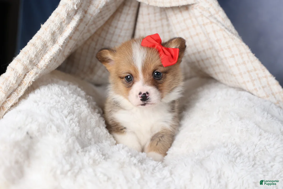 Welsh Corgi Pembroke dogs for sale: RAMBO - Ad 10