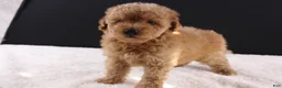 Shihpoo dogs for sale: Milo - Ad 8