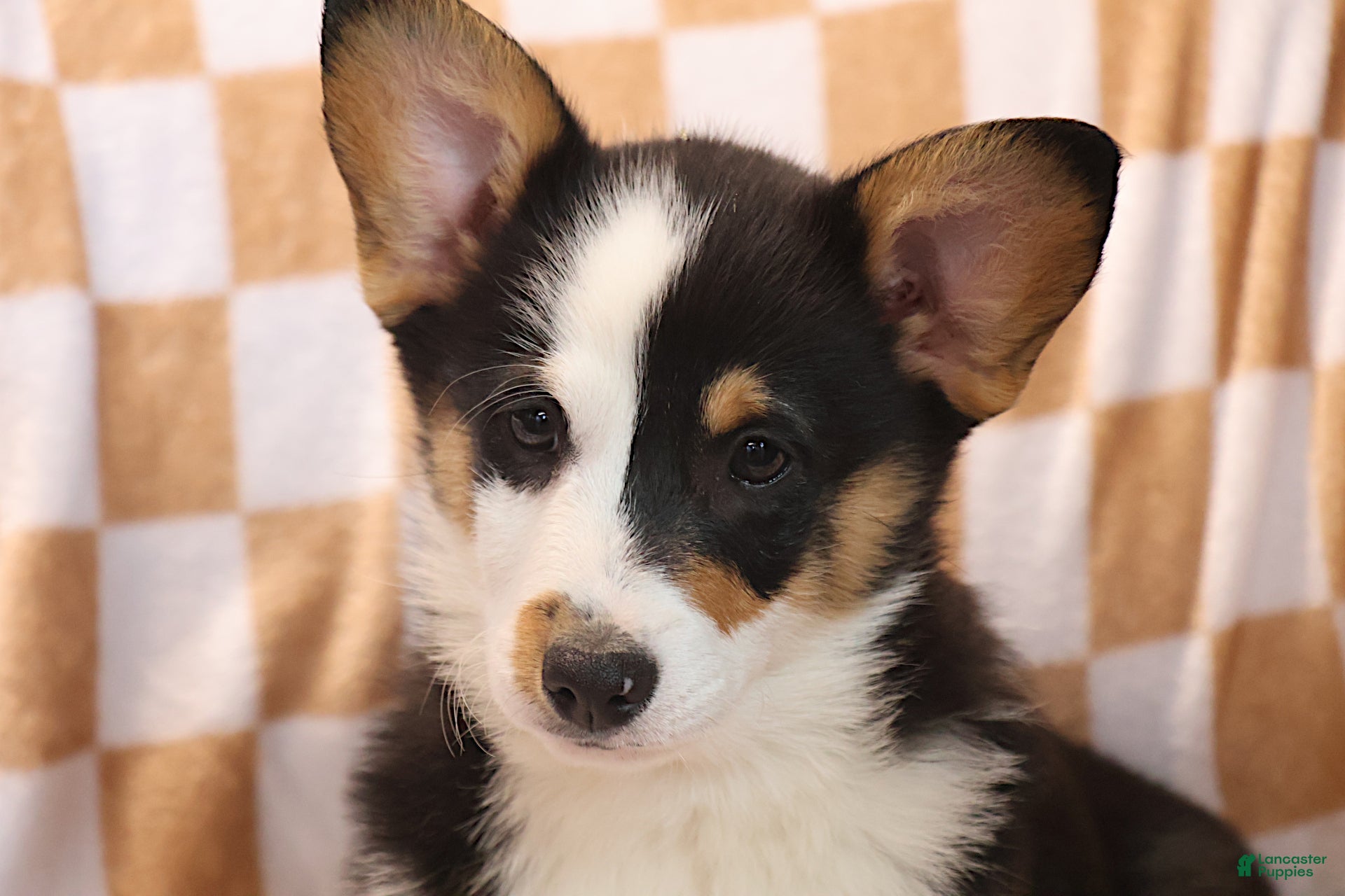 Welsh Corgi Pembroke dogs Valentine Sale. Farley - Ad 2
