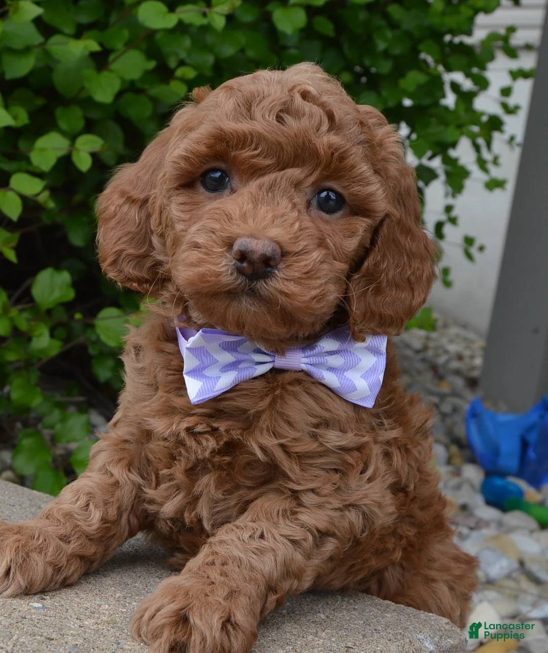 Mini Goldendoodle dogs for sale: Mini Georgia - Ad 2