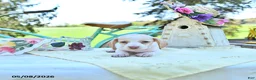 Miniature Dachshund dogs for sale: Minie - Ad 3