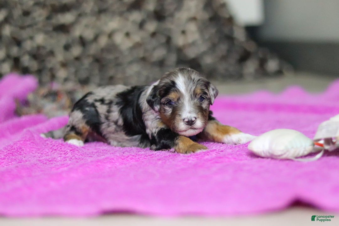 Mini Bernedoodle dogs for sale: Dallas — Male — $2499 - Ad 3