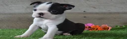 Boston Terrier dogs for sale: Misty - Ad 3