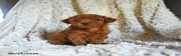 Toy Poodle dogs for sale: Twix - Ad 3