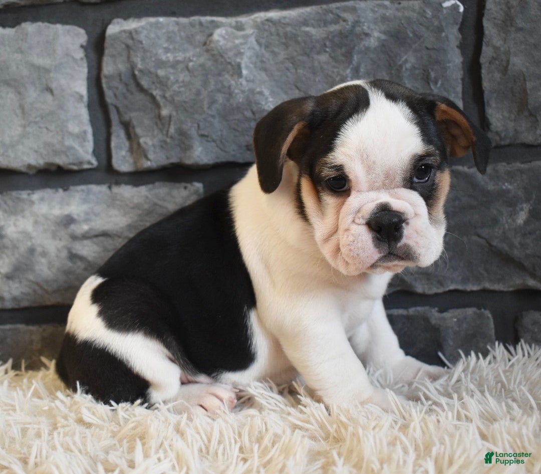 Mixed Breed dogs for sale: Biscuit  - Ad 1