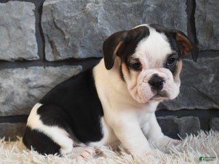 Mixed Breed dogs Biscuit - Ad 22