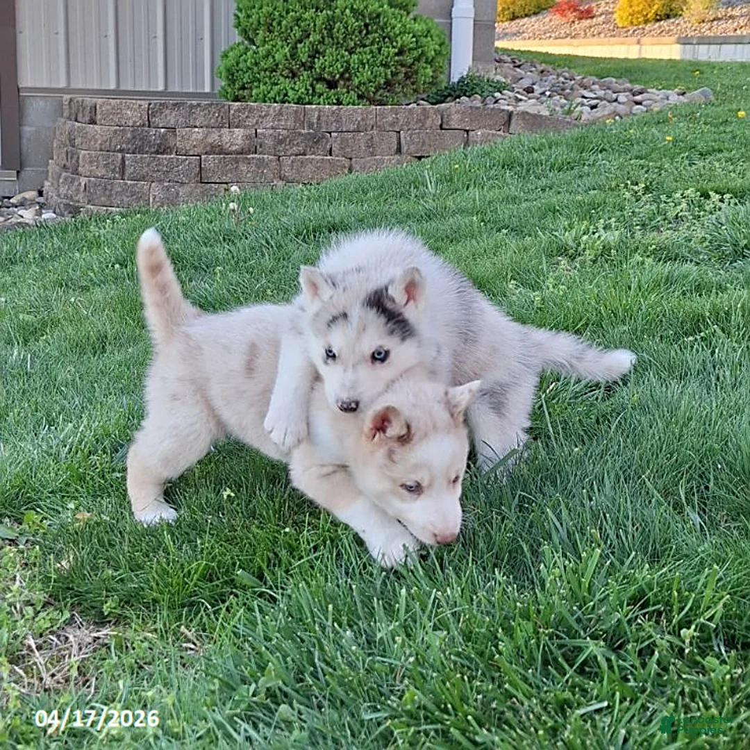 Gerberian Shepsky dogs for sale: Silver - Ad 2