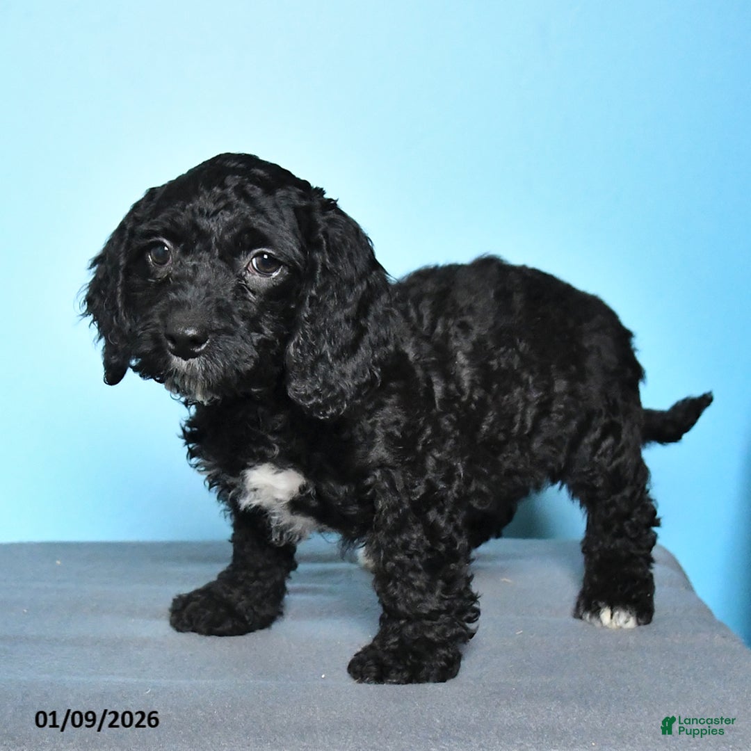 Cockapoo dogs for sale: Millie - Ad 4