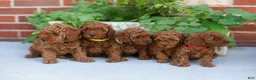 Mini Goldendoodle dogs for sale: Poppy - Ad 9