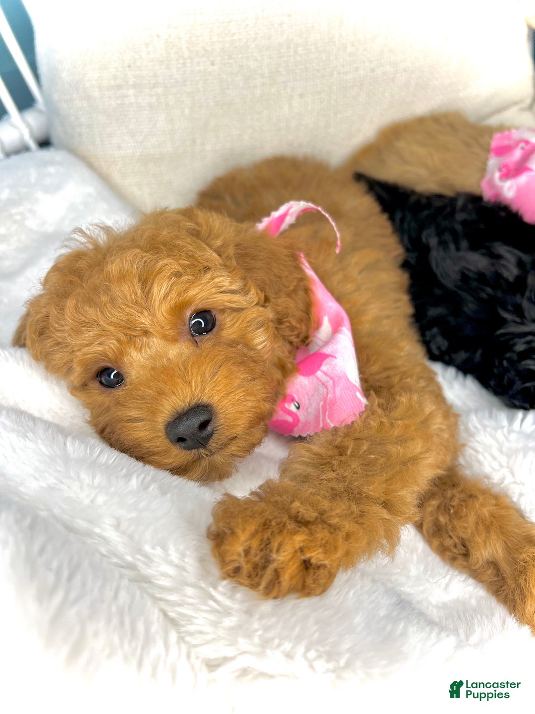 Toy Poodle dogs for sale: Toy Poodle Puppy 2 - Ad 29