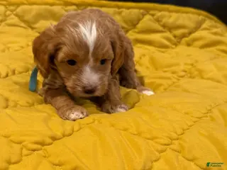 Cockapoo dogs Rocky - Ad 40