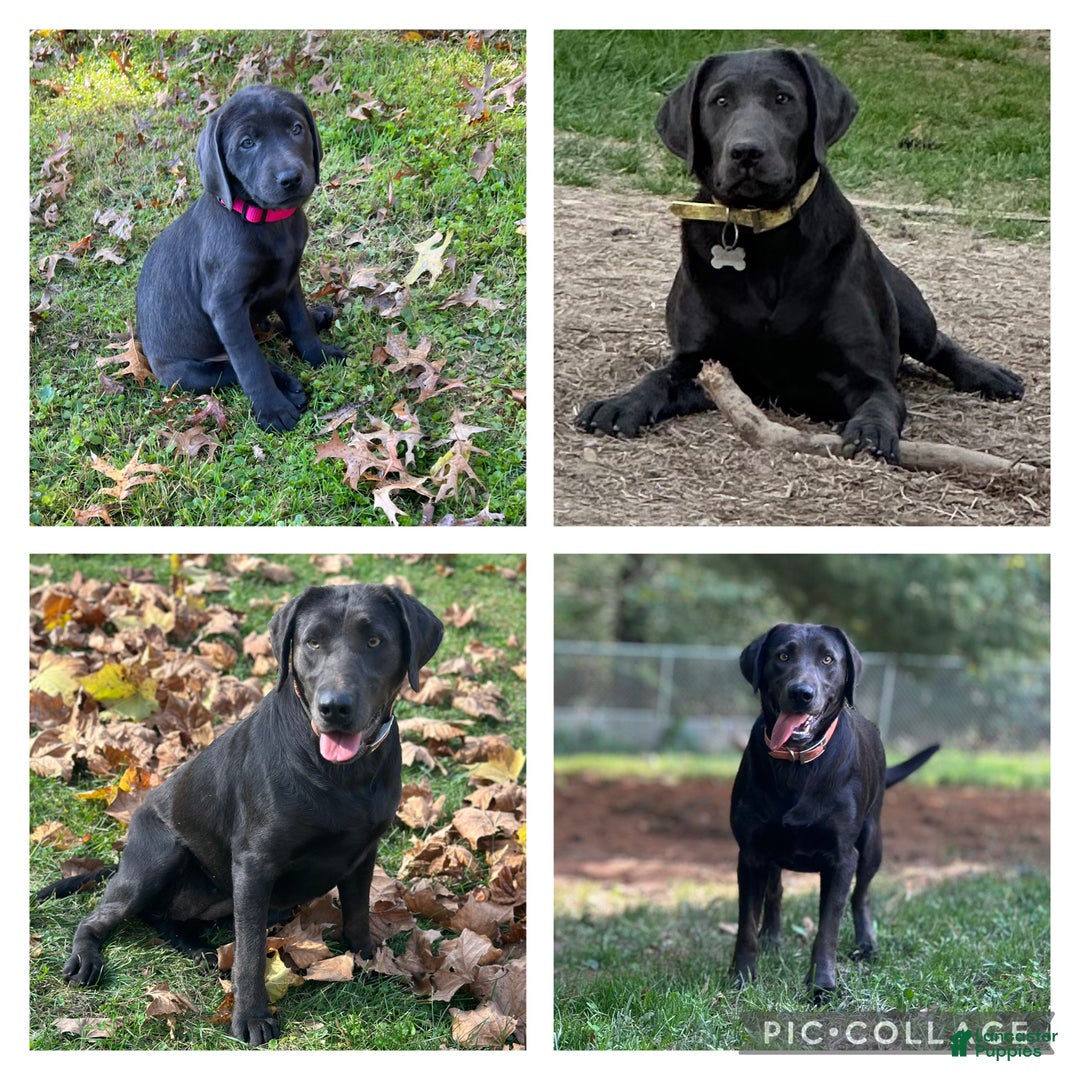 Labrador Retriever dogs for sale: Red - Ad 2