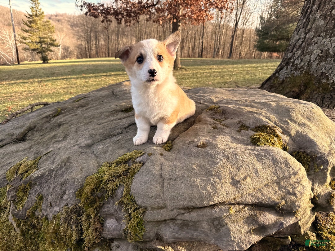 Welsh Corgi Pembroke dogs for sale: Tucker - Ad 2