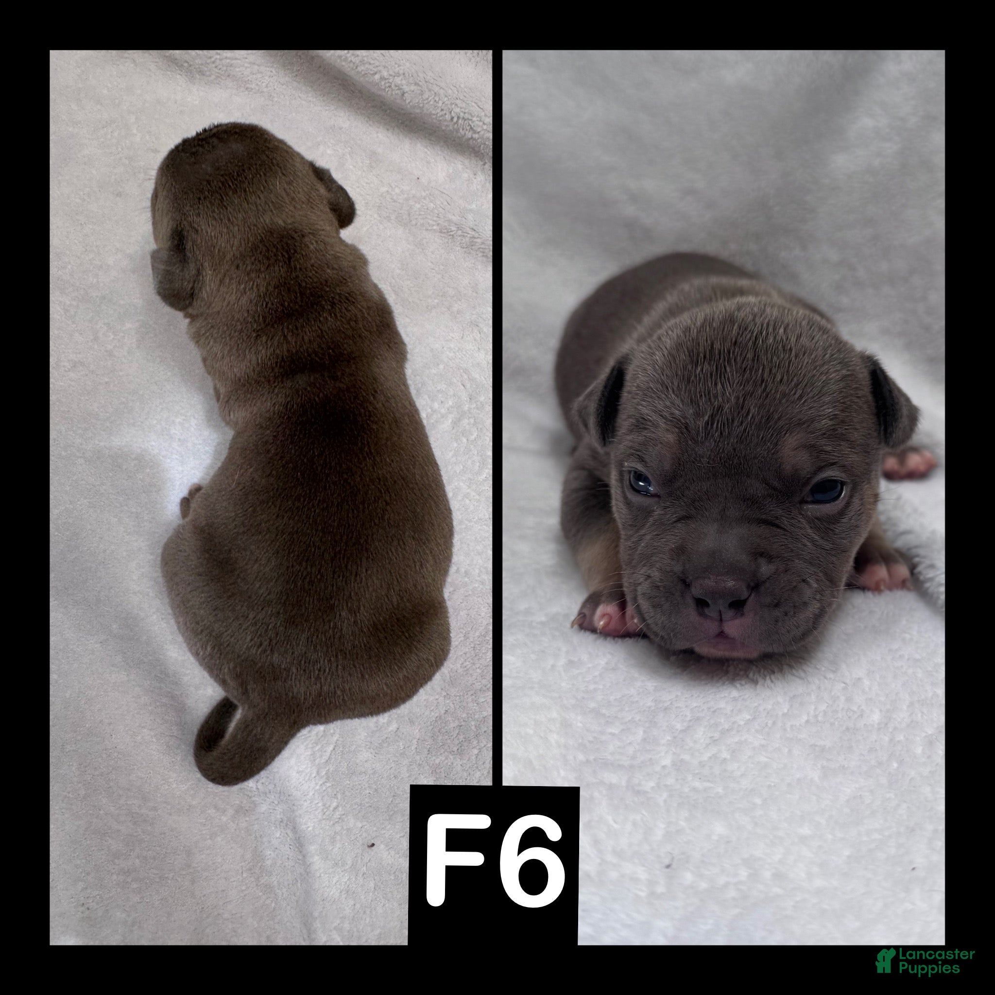 American Bully dogs Female 6 - Ad 3