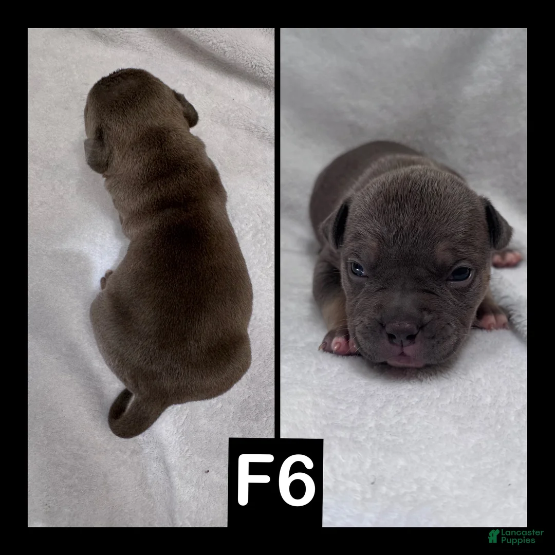 American Bully dogs for sale: Female 6 - Ad 2