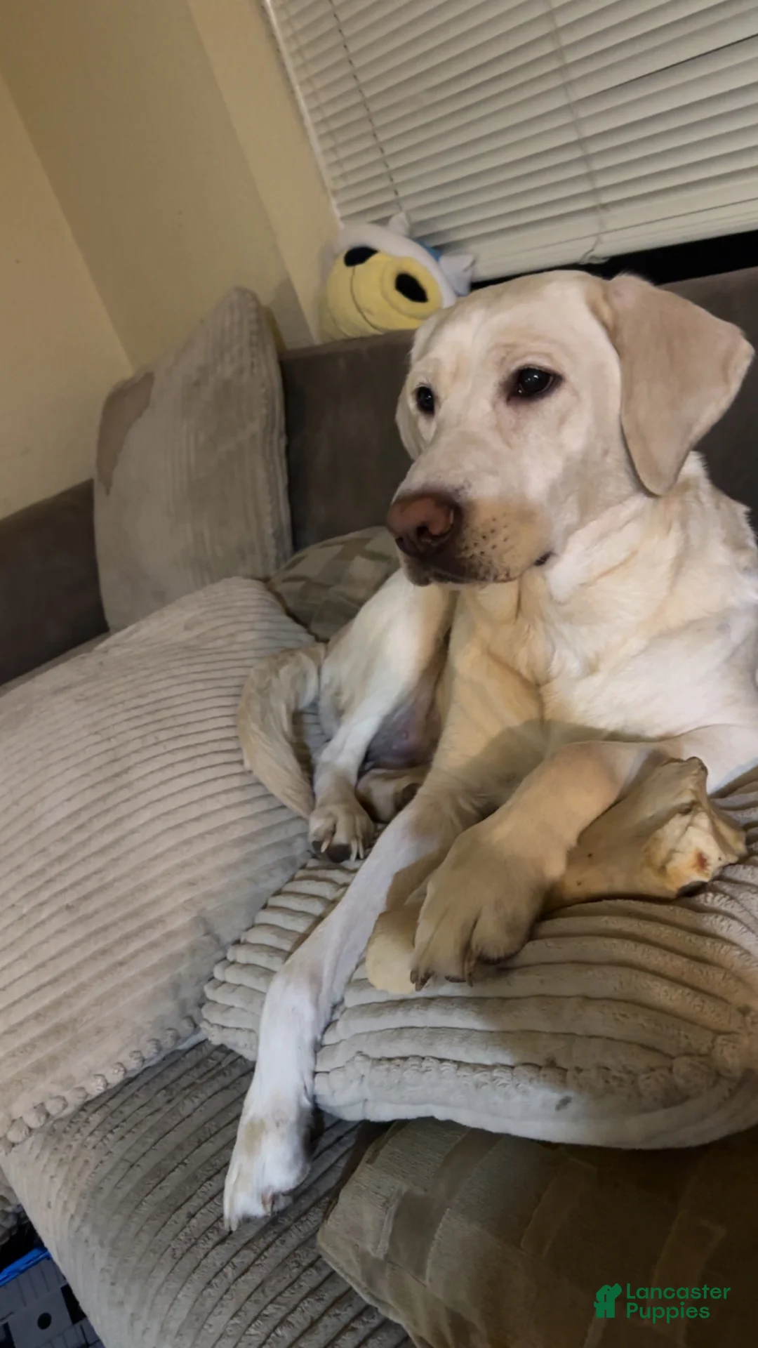 Labrador Retriever dogs for sale: Dark chocolate  - Ad 2