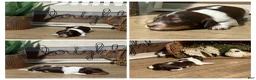 Miniature Dachshund dogs for sale: Princess - Elegant AKC Long-Haired Chocolate & White Piebald - Ad 12