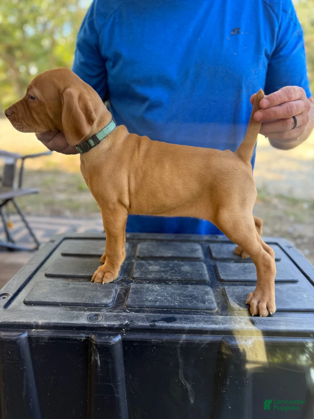 Vizsla dogs for sale: Teal - Ad 2