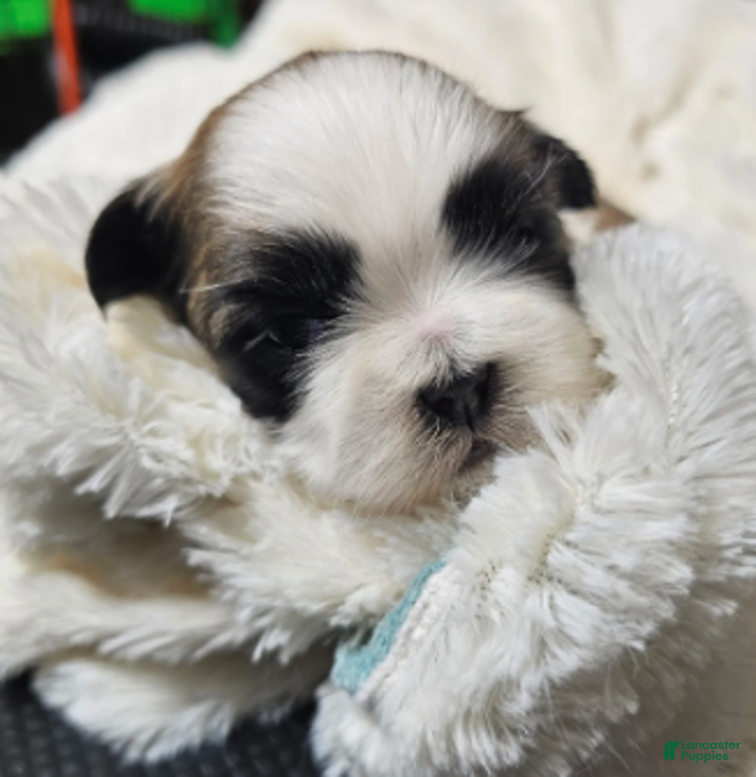 Shih Tzu dogs for sale: Chester Ckc - Ad 3