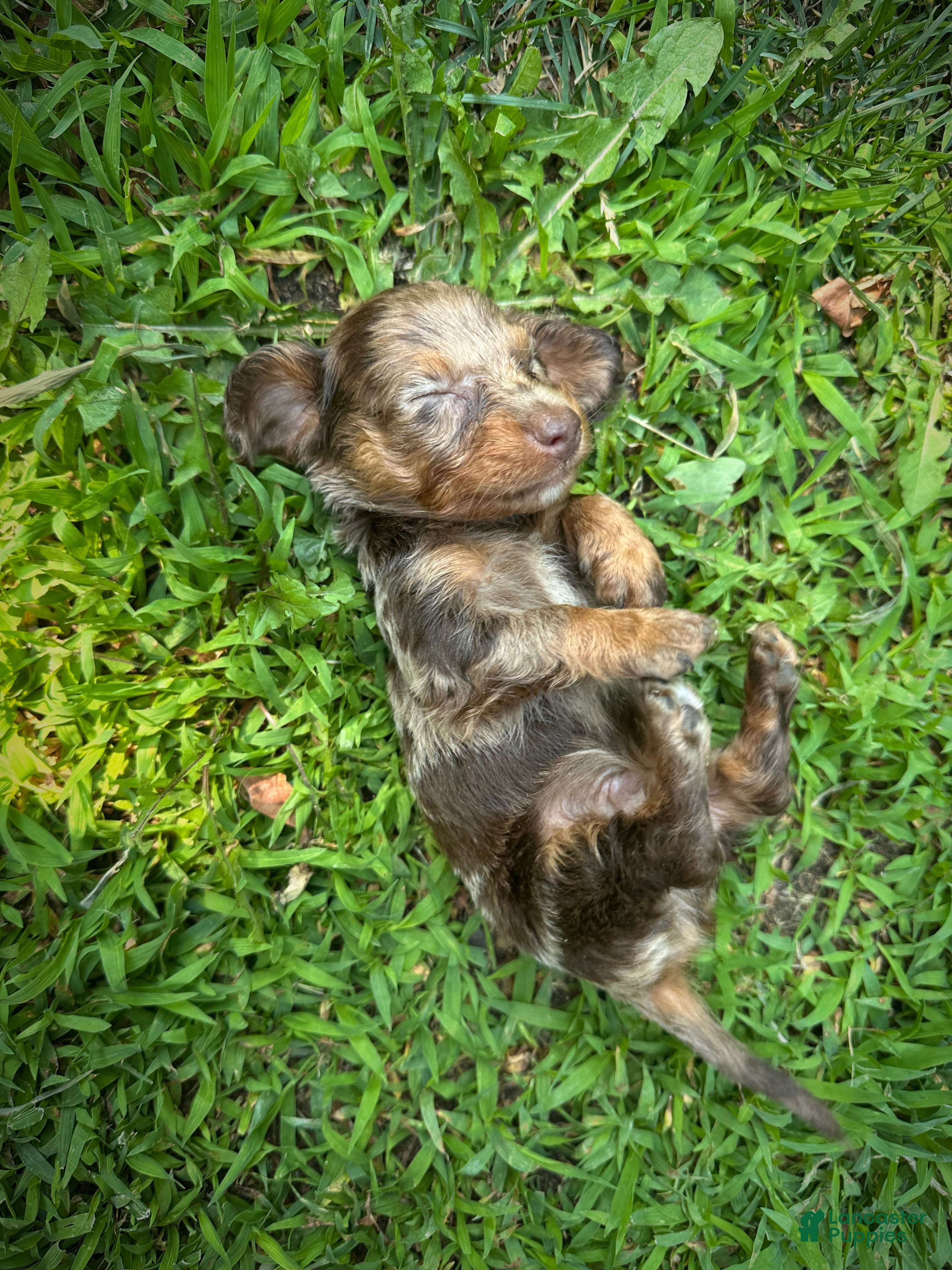 Dachshund dogs Male One - Ad 2