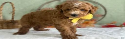 Mini Goldendoodle dogs for sale: Reeces - Ad 4