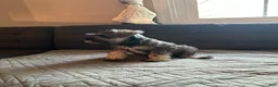 Miniature Schnauzer dogs for sale: Miniature Schnauzer 3 - Ad 3