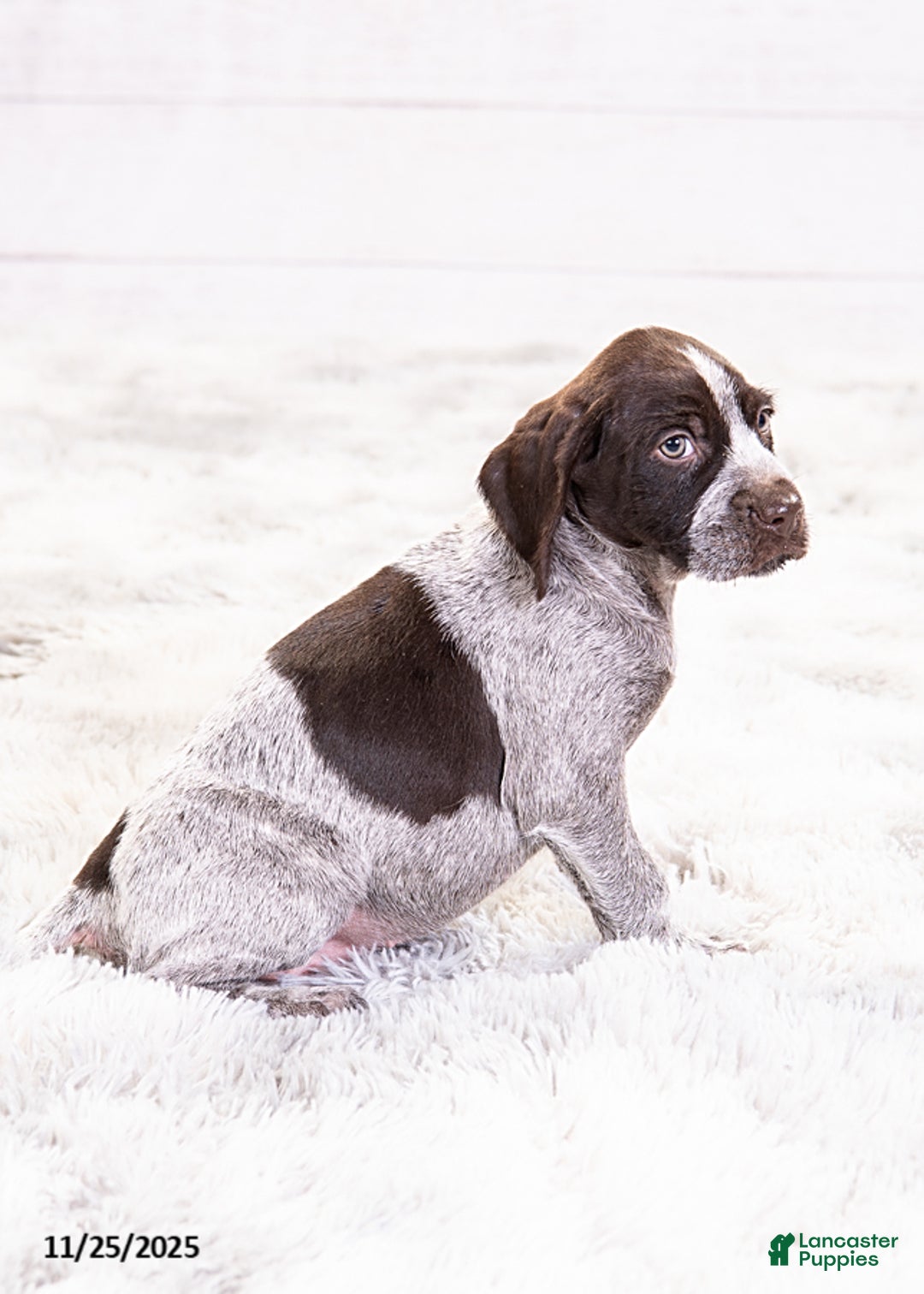 Mixed Breed dogs for sale: Robin - Ad 6