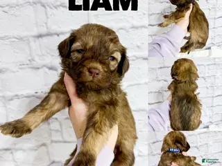 Saint Berdoodles dogs Liam - Standard F1b - Ad 16