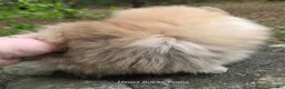 Pomeranian dogs for sale: NYX - F - Ad 8