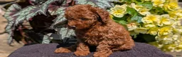 Toy Poodle dogs for sale: Bella - Ad 9