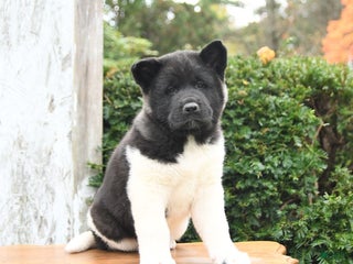 Akita dogs - Ad 3