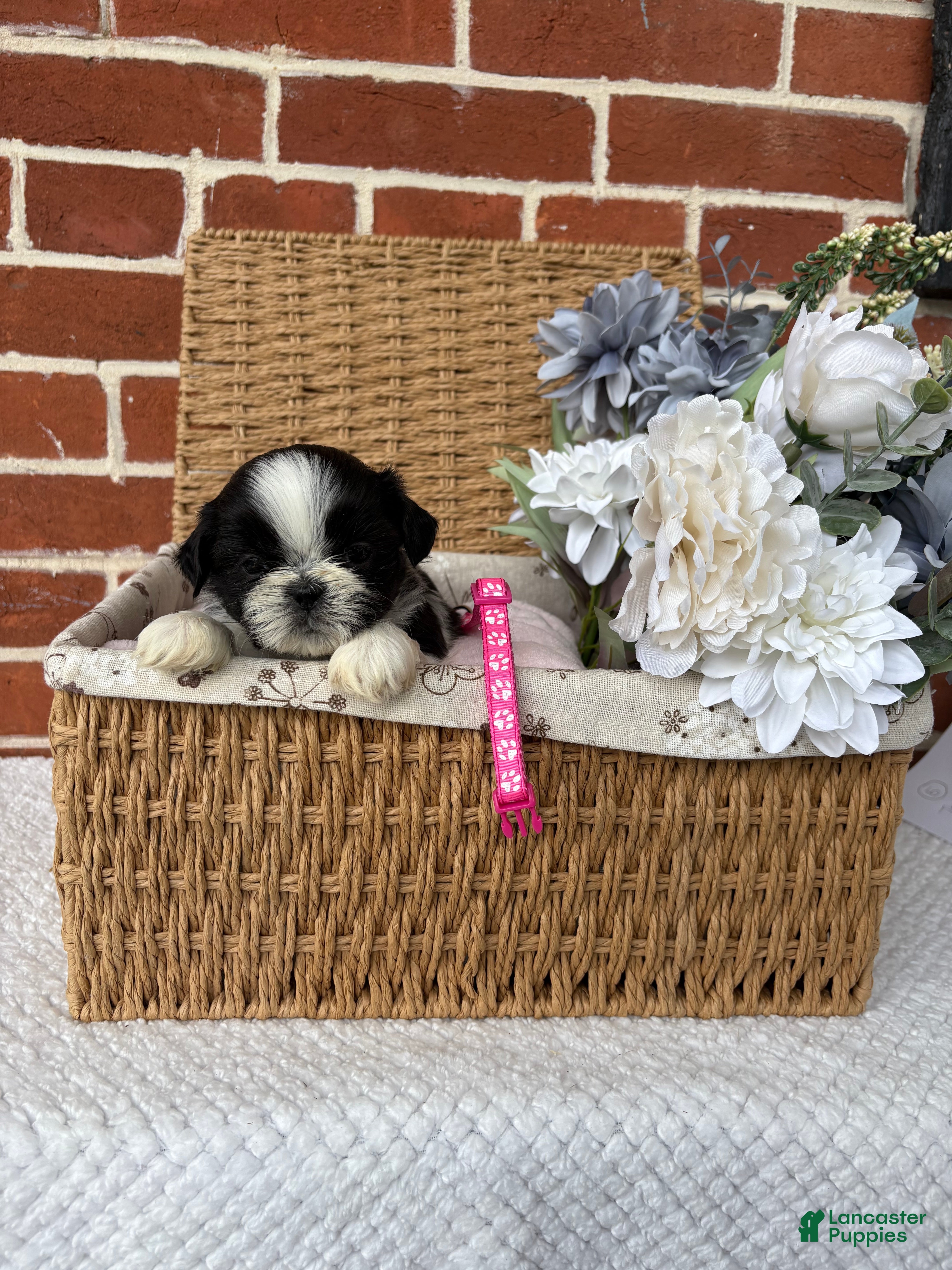 Shih Tzu dogs for sale: Lulu  - Ad 9