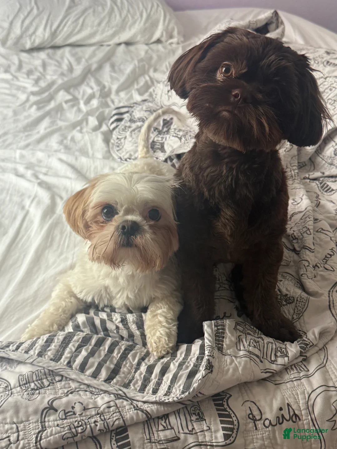 Shih Tzu dogs for sale: Shih Tzu Puppy 1 - Ad 9