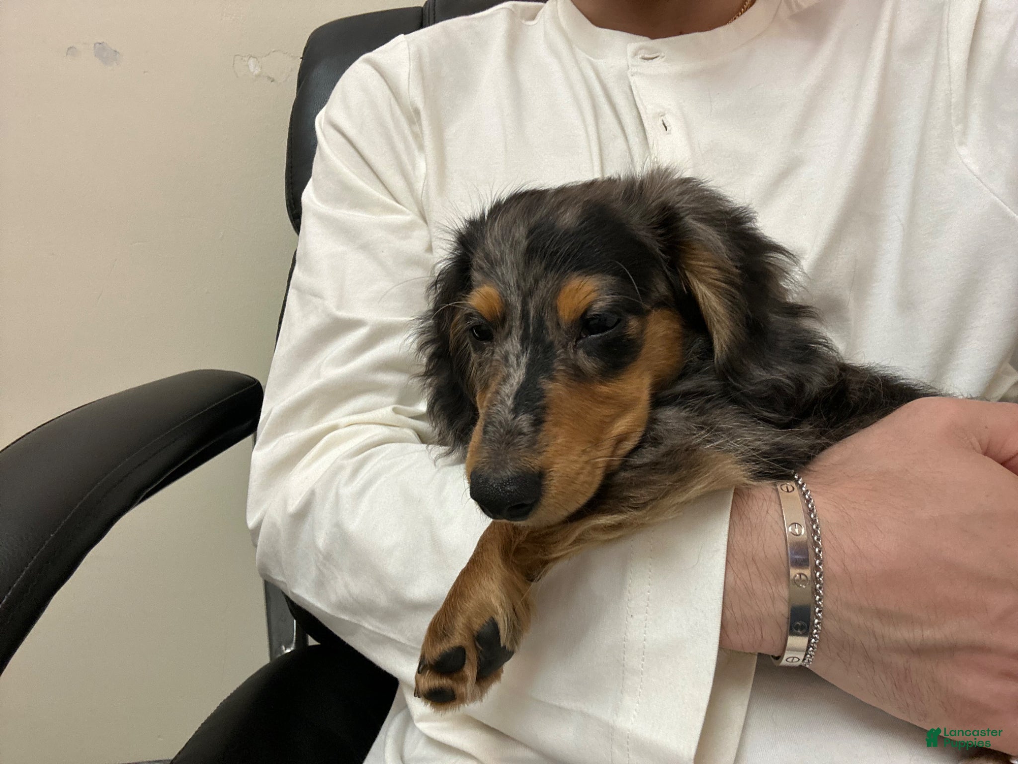 Miniature Dachshund dogs for sale: Miniature Dachshund Puppy 1 - Ad 1