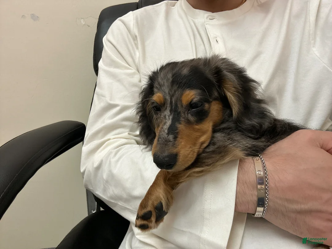 Miniature Dachshund dogs for sale: Miniature Dachshund Puppy 1 - Ad 1